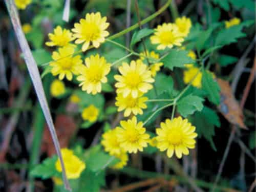 甘野菊（野菊花）